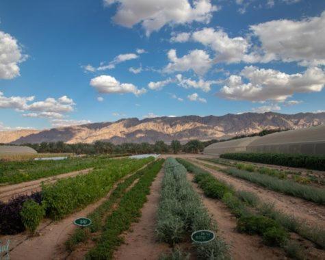 Elifaz Desert Experience Holiday Bagian luar foto